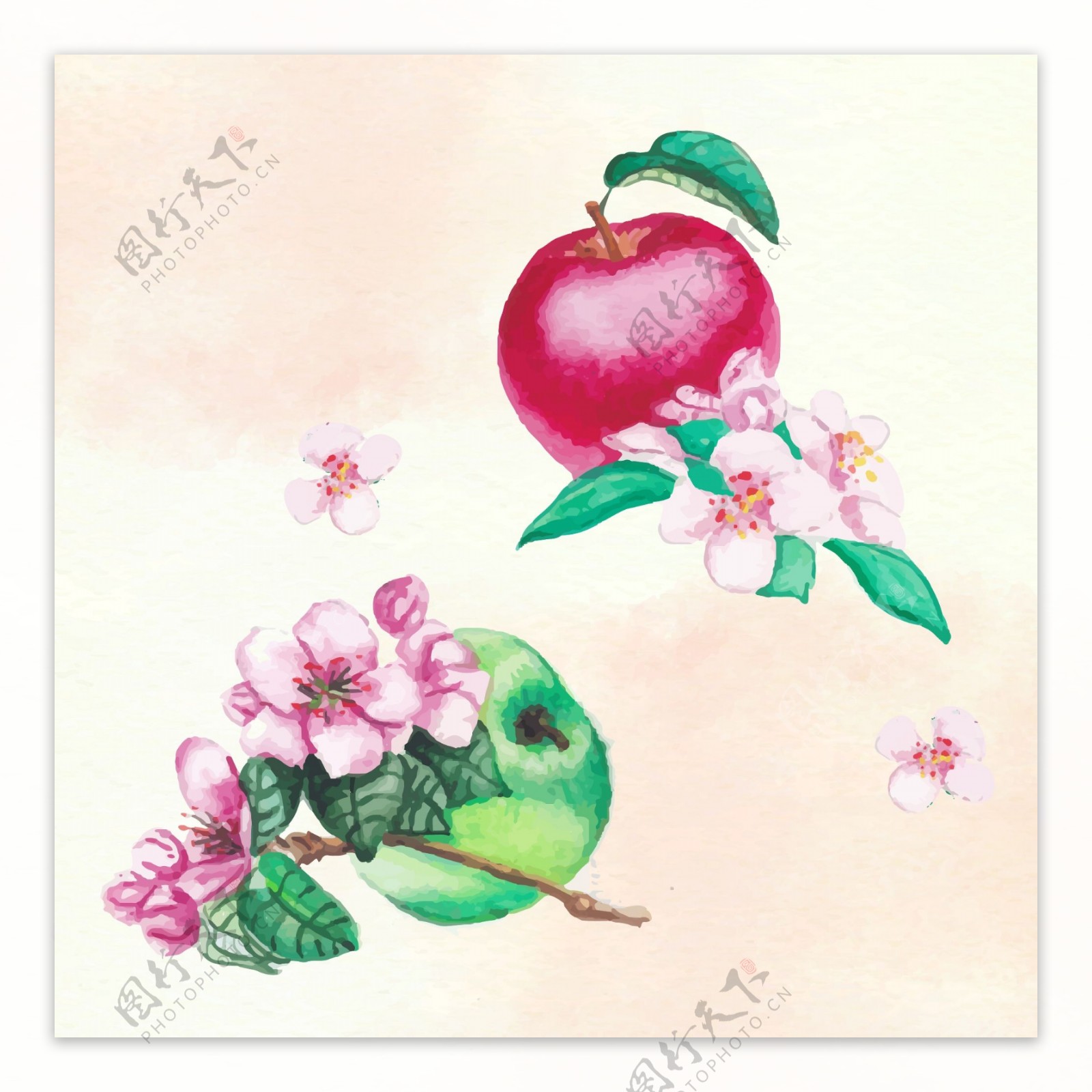手绘水彩苹果插图