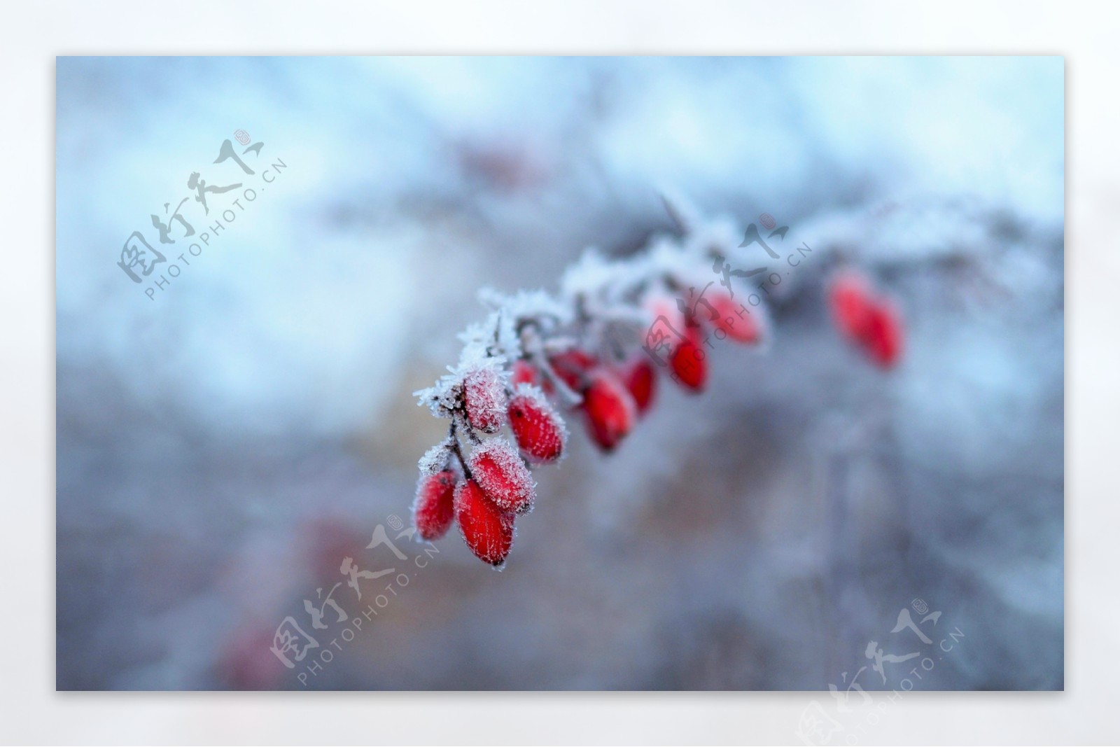 结满冰霜的冬季红果