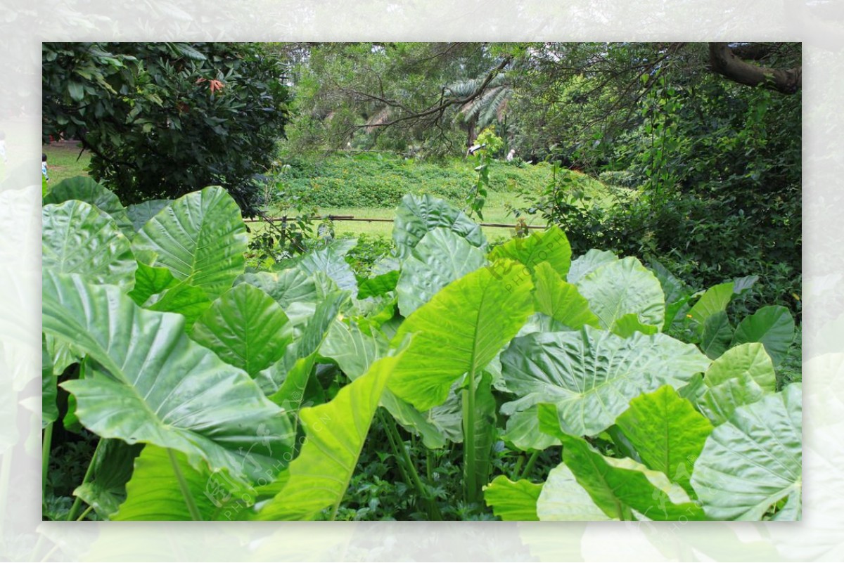 公园热带植物