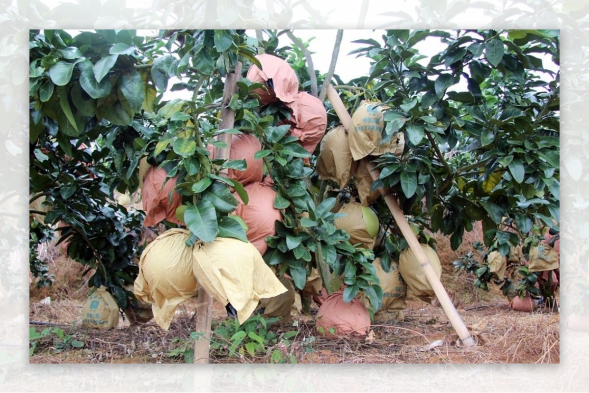 梅县柚子种植环境