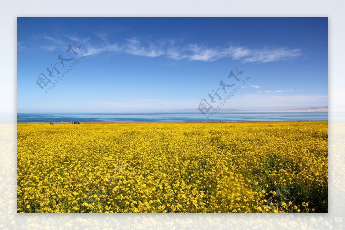 青海湖油菜花