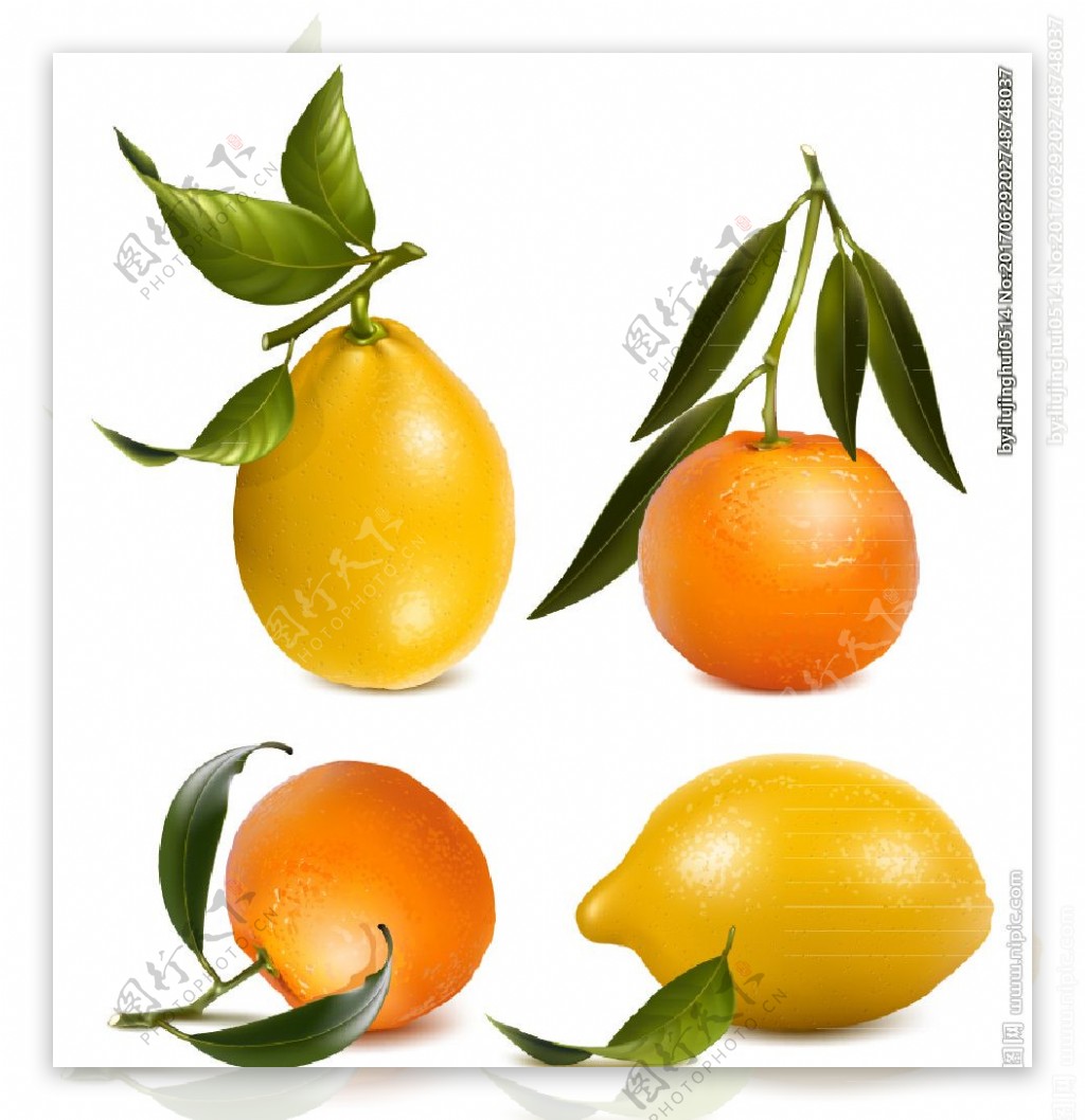 橙子和柠檬矢量