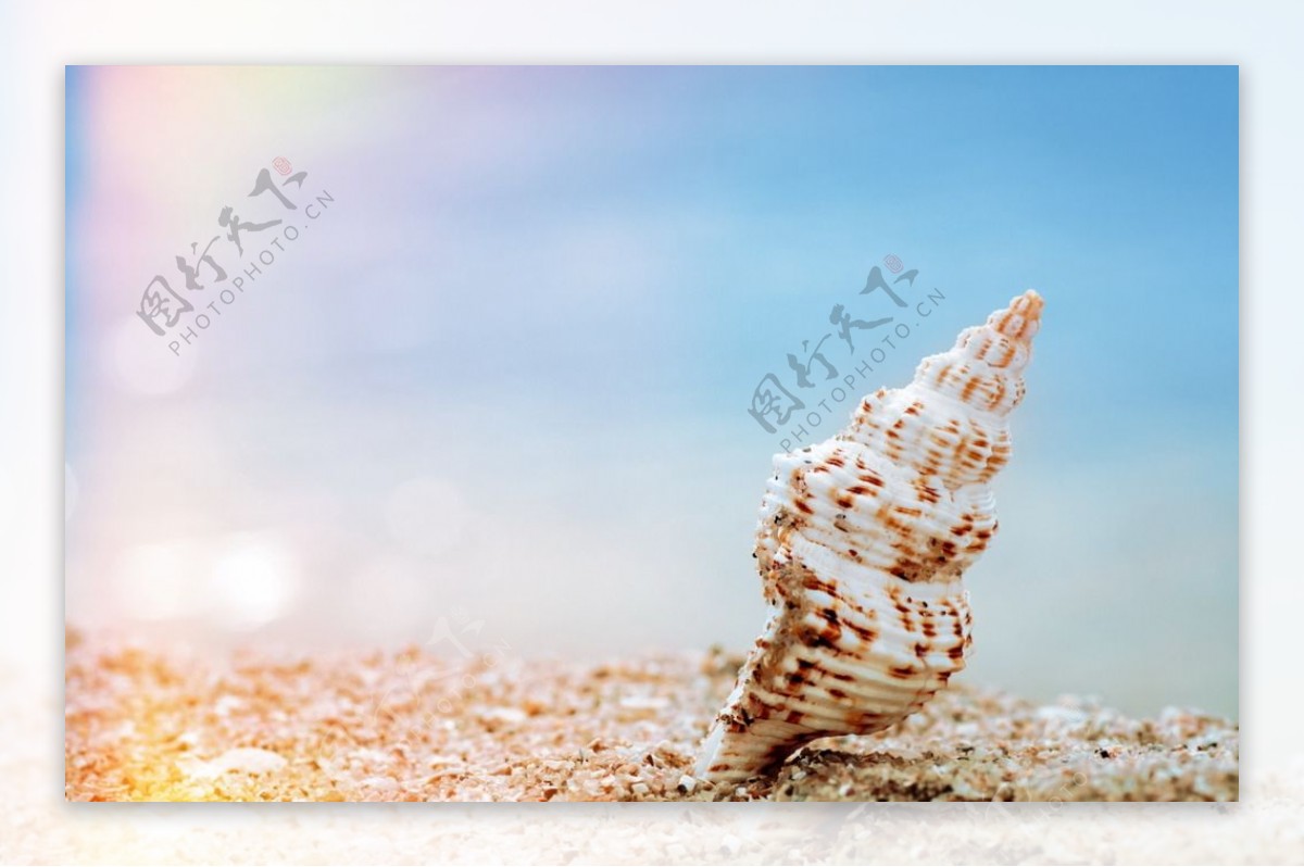 海边海螺