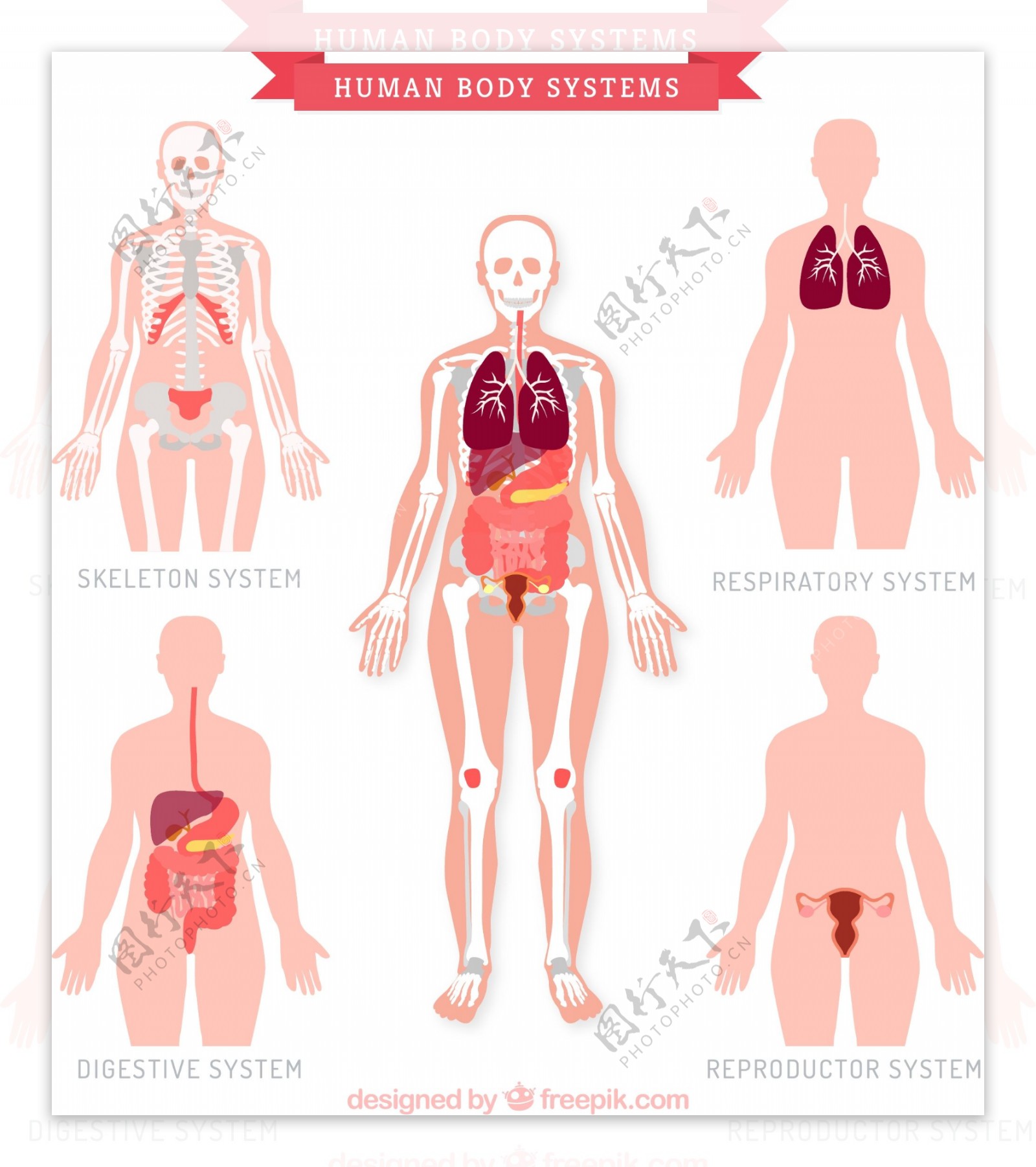 人体五大系统