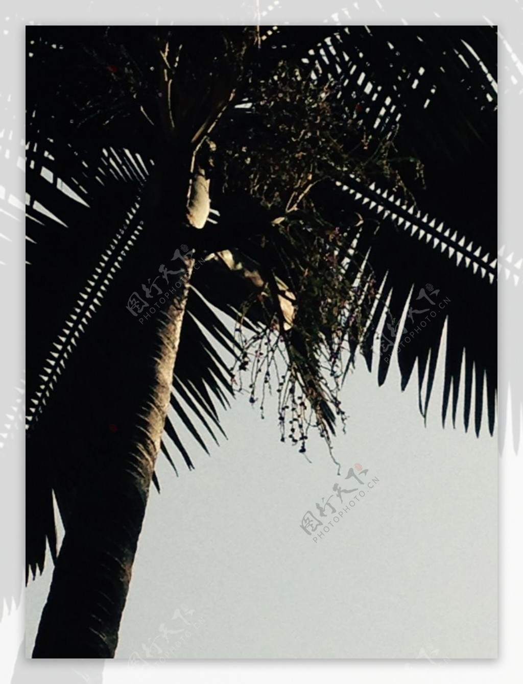 假槟榔树影