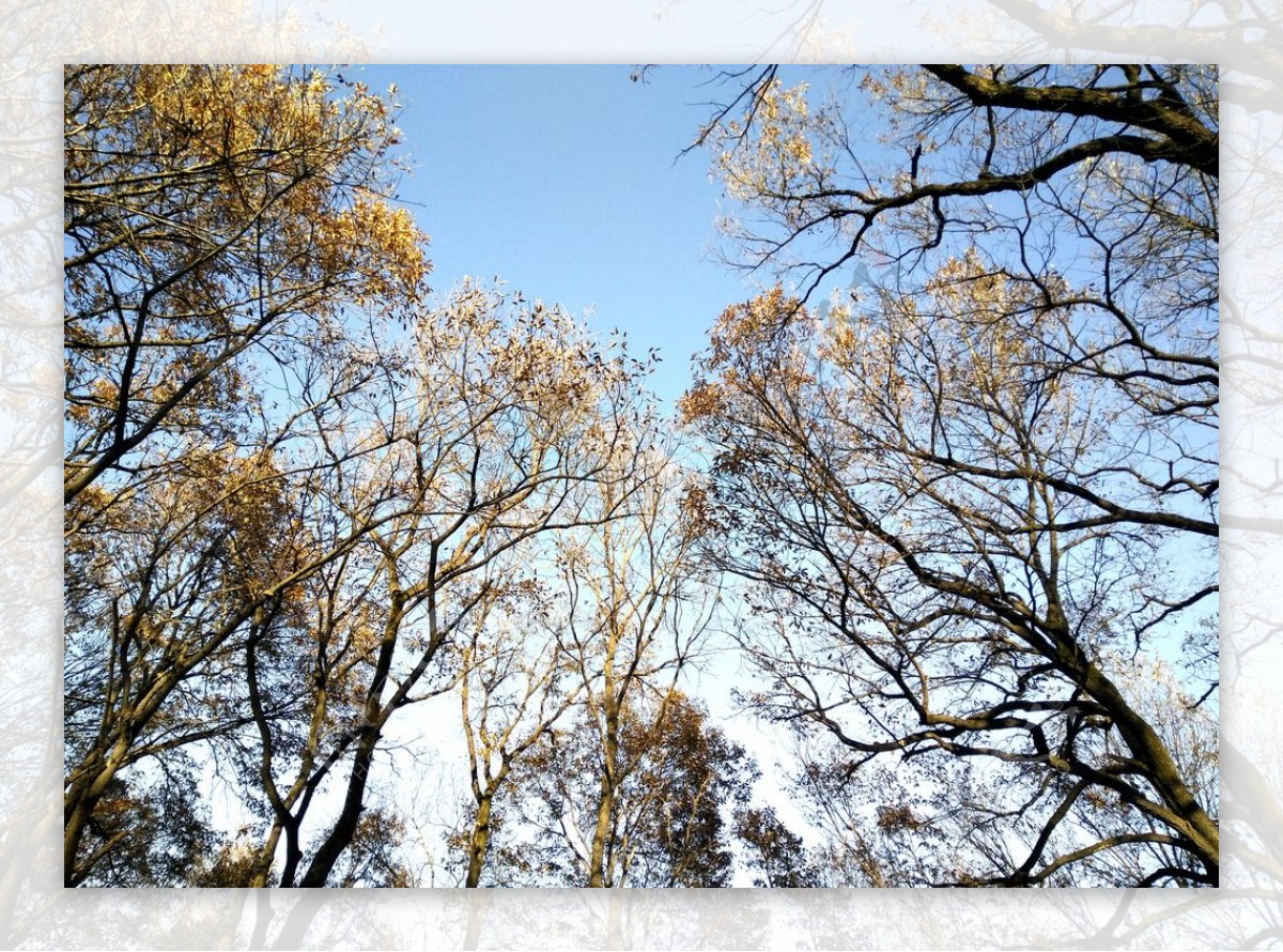麻栎树木