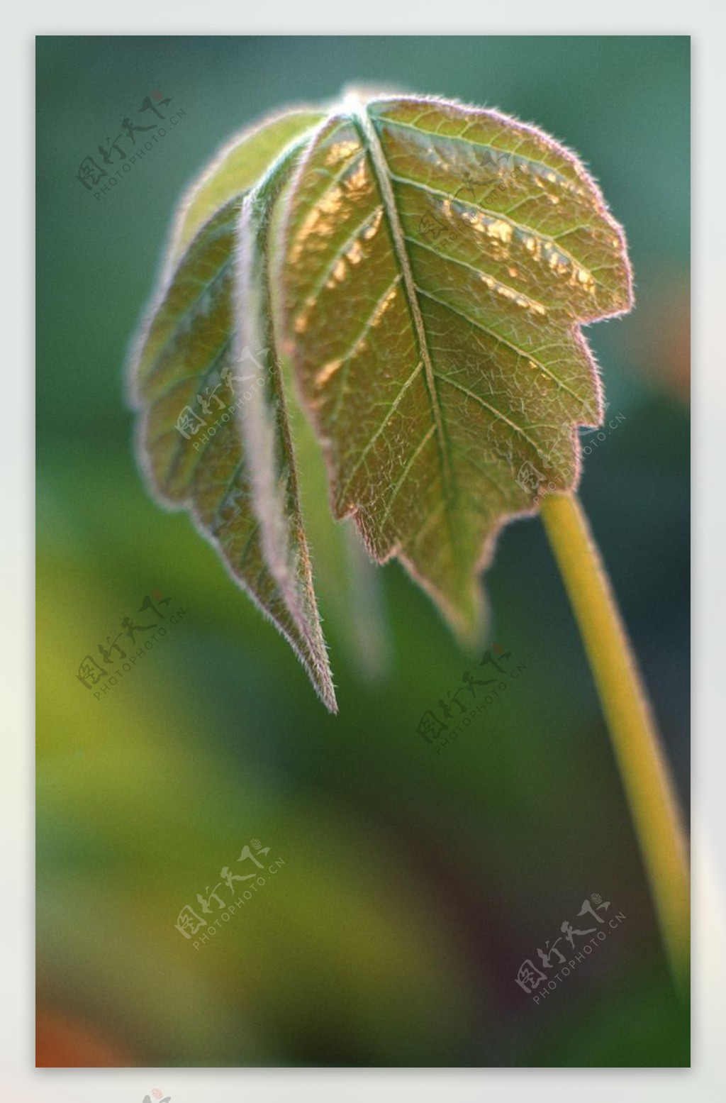 绿色植物