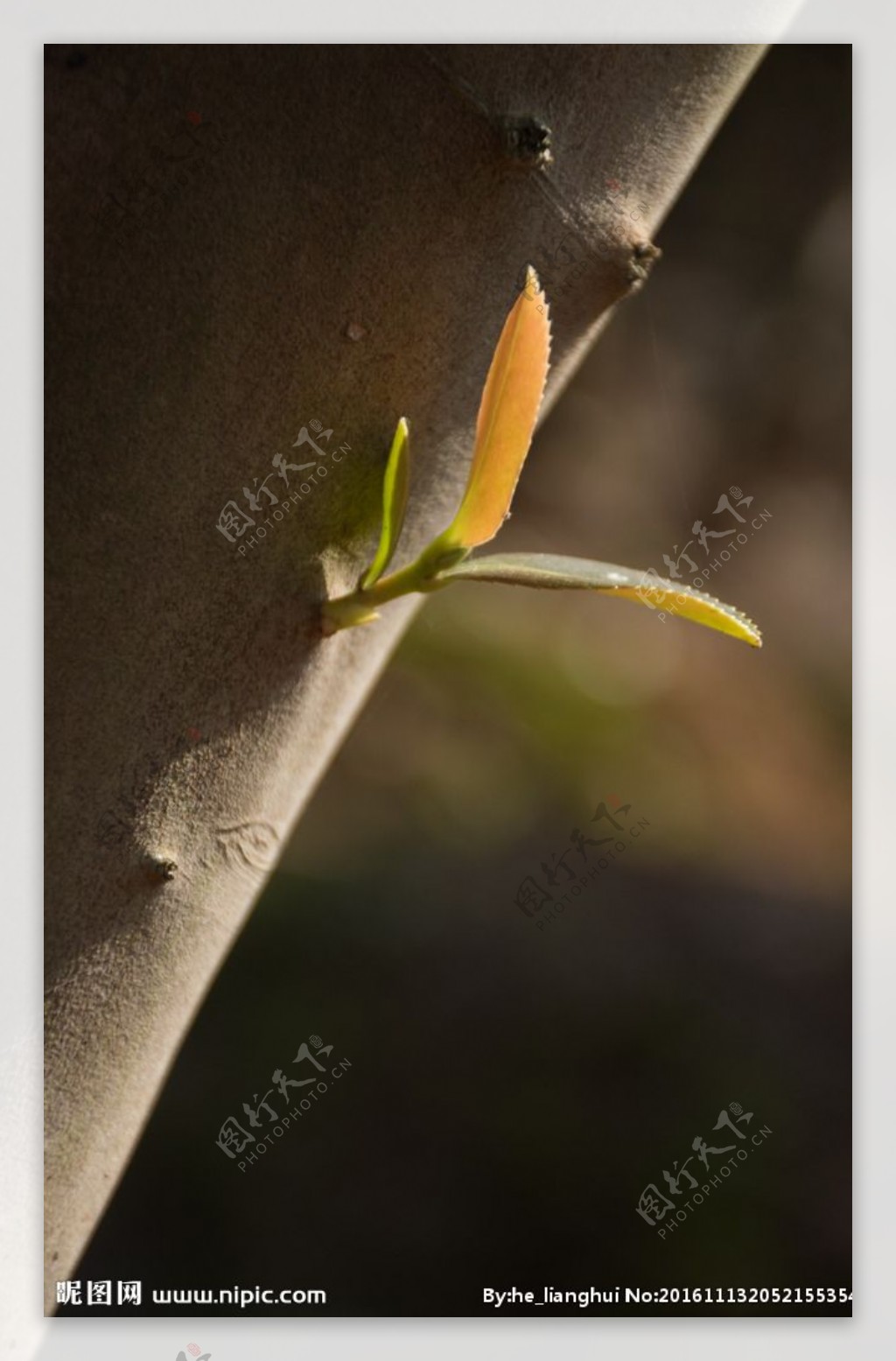 茶花树