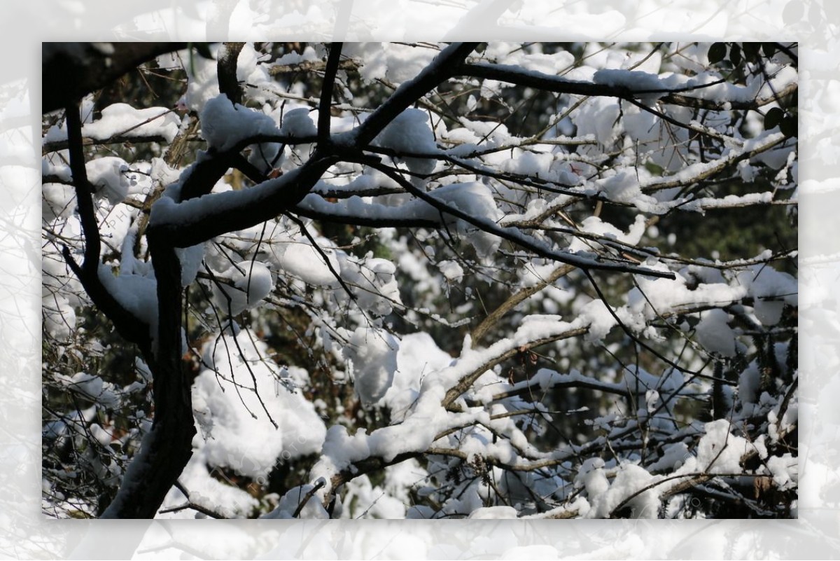 森林白雪