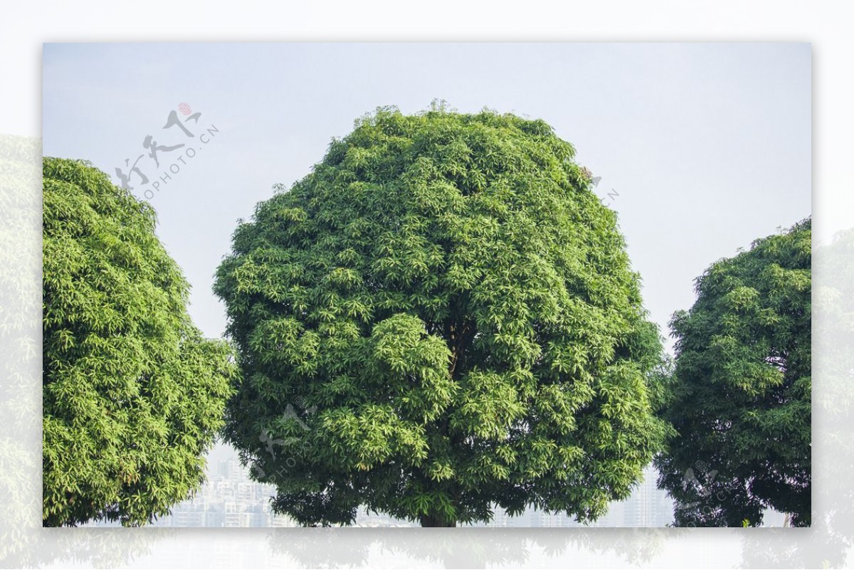 茂盛的常青树图片素材免费下载 - 觅知网