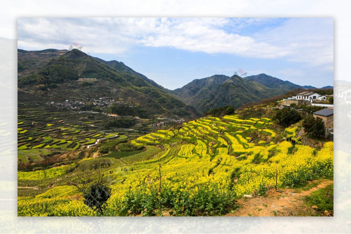 覆卮山梯田油菜花