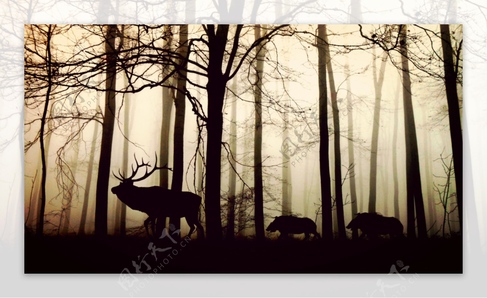 迷雾森林动物