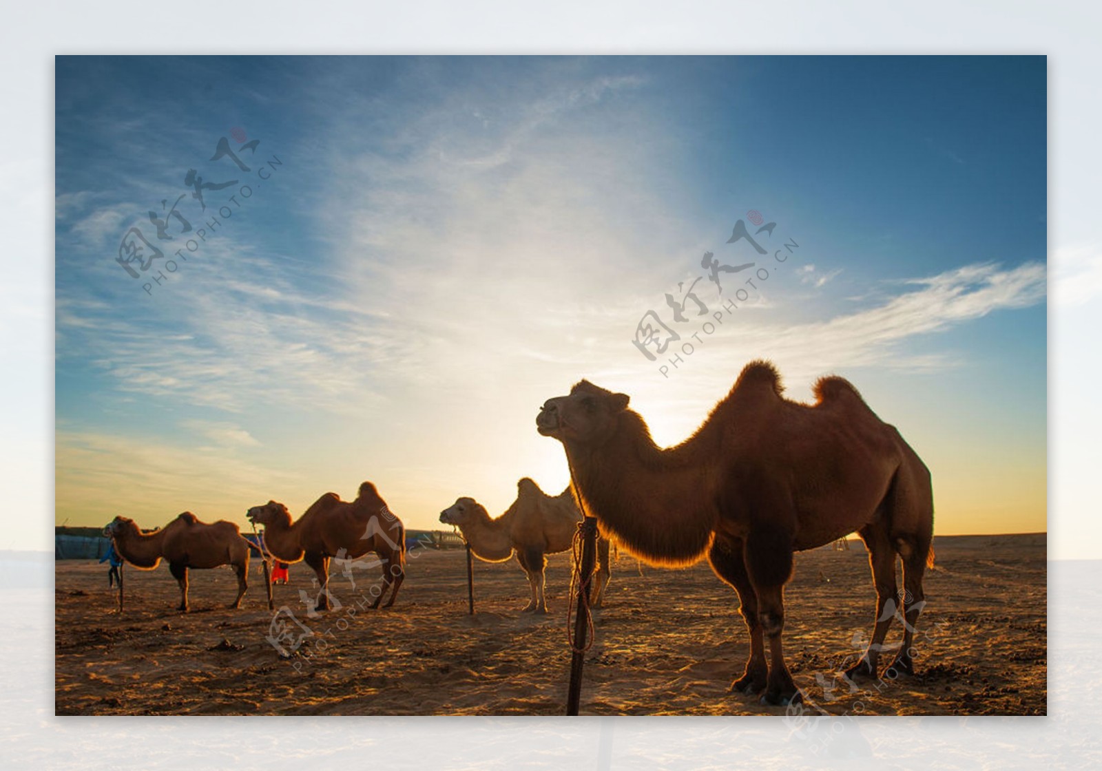 沙漠之舟骆驼