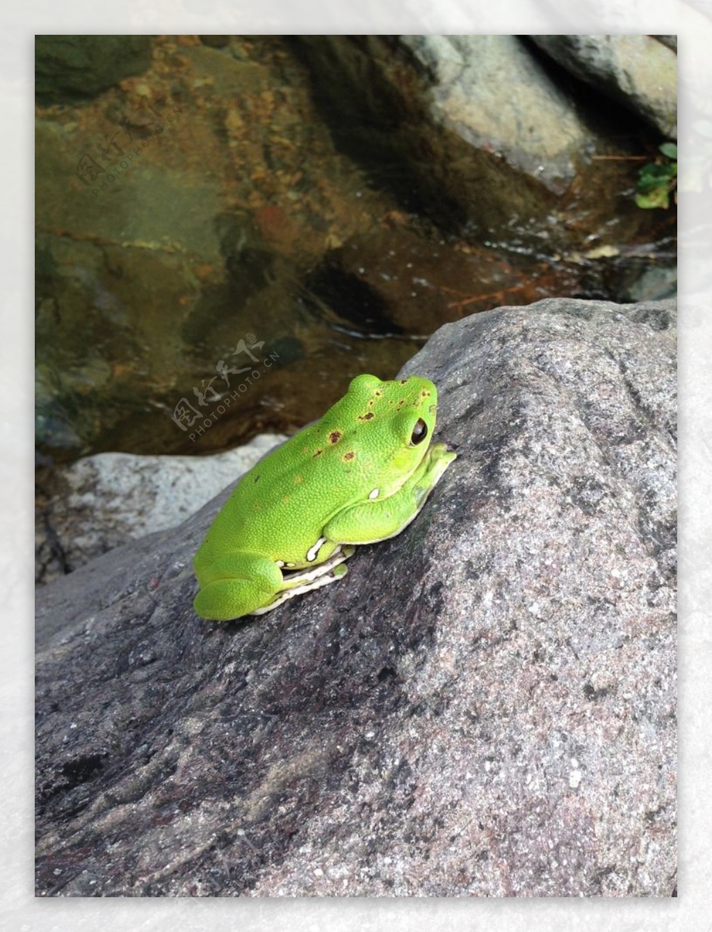 绿青蛙