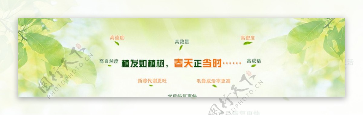 植发绿色banner