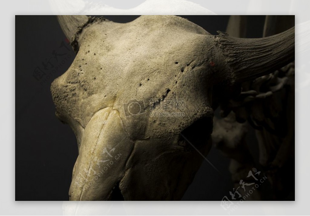 博物馆头骨骨骼牛头骨哺乳动物骨骼