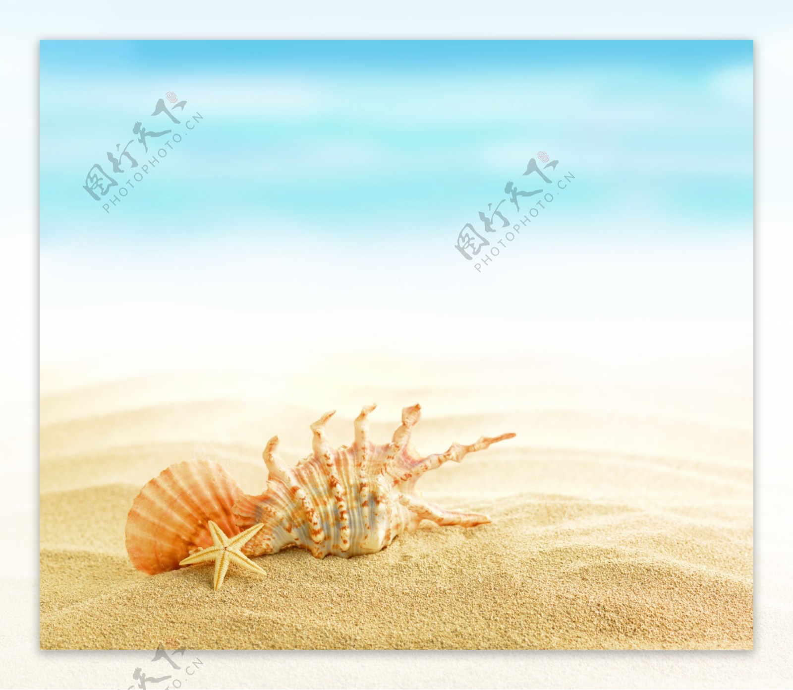 沙滩上的贝壳海螺图片