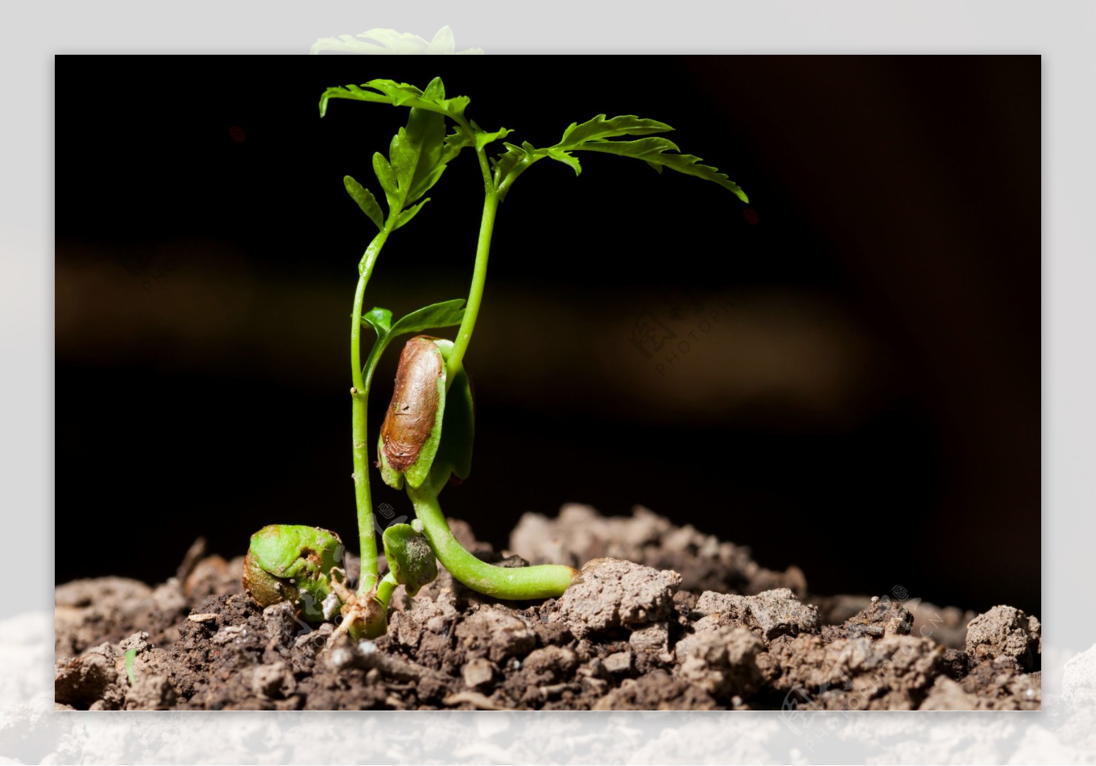 植物新芽摄影图片
