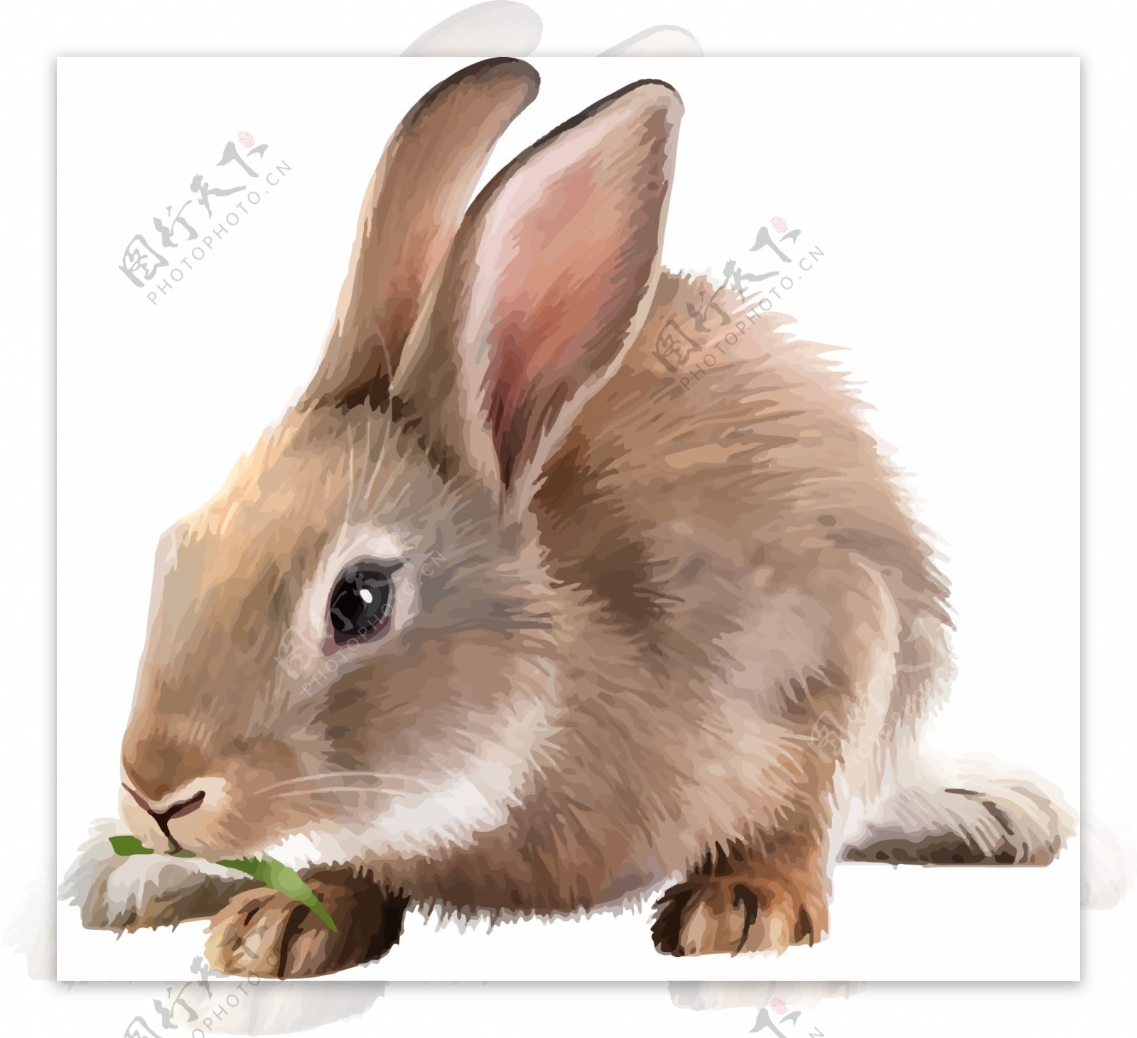 可爱兔子逼真动物绘画矢量