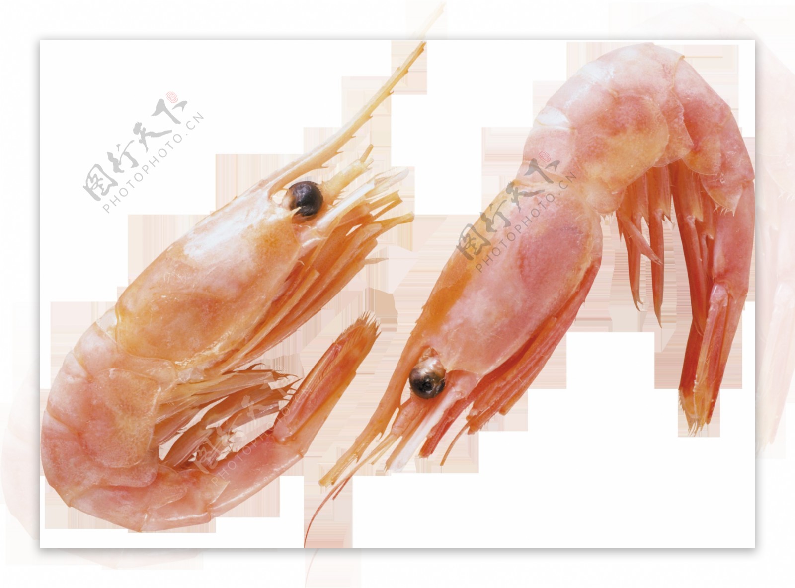 两只红色小虾免抠png透明图层素材