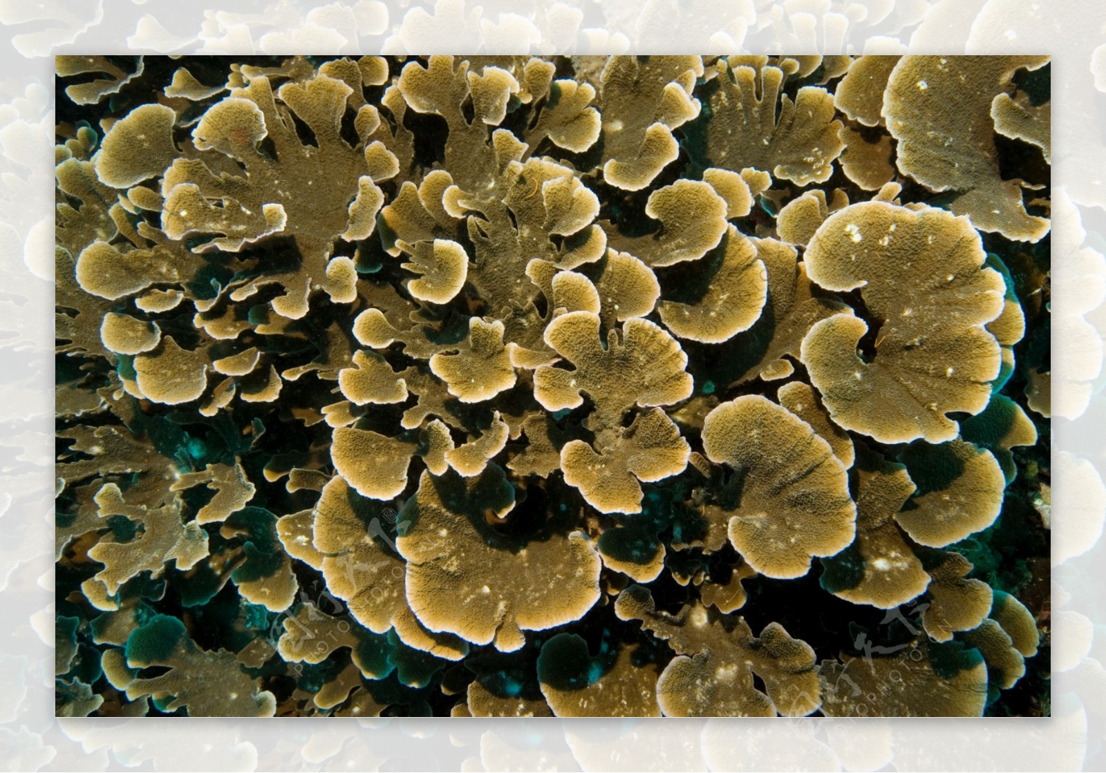 珊瑚礁特写图片
