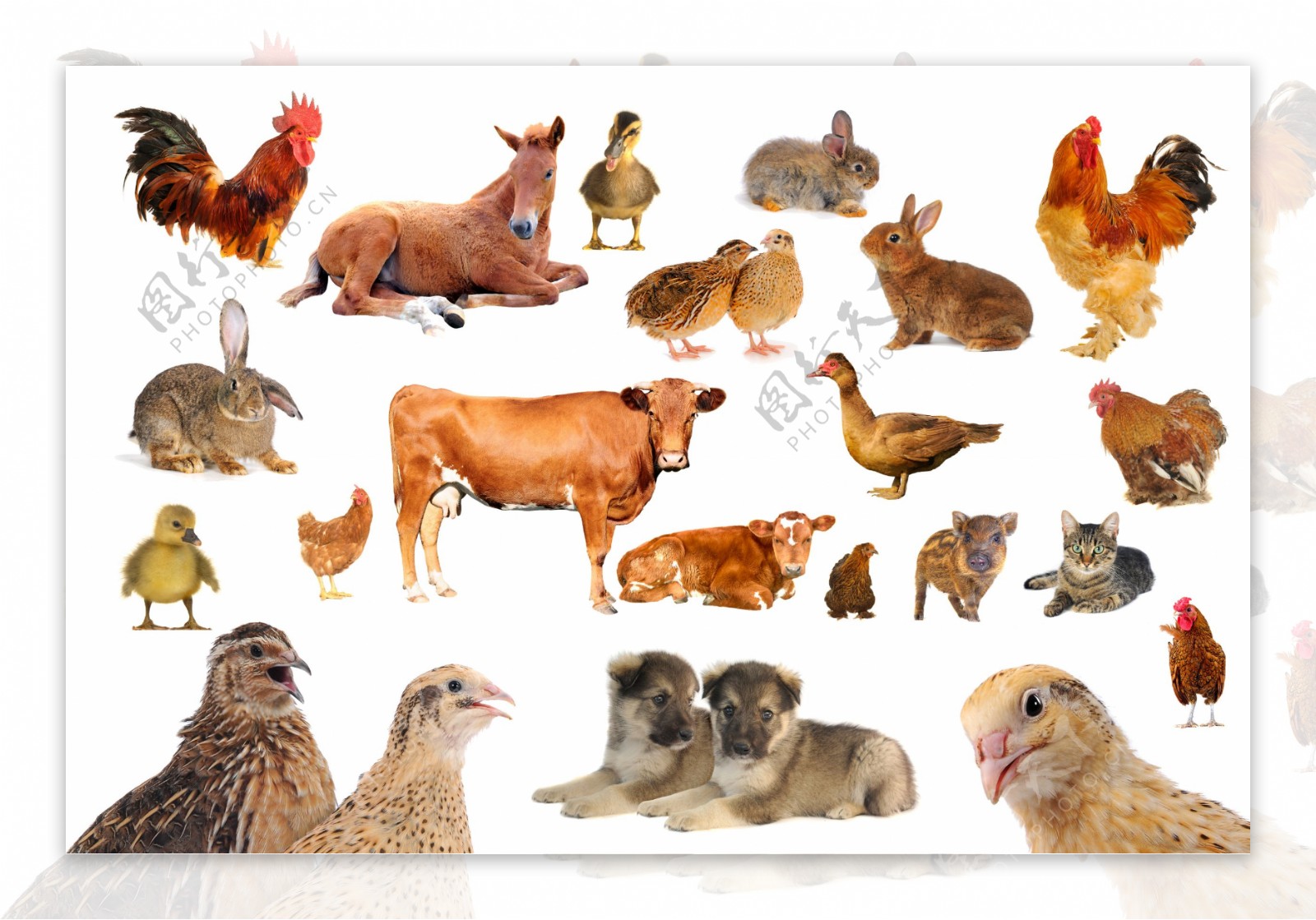 家畜动物合辑图片