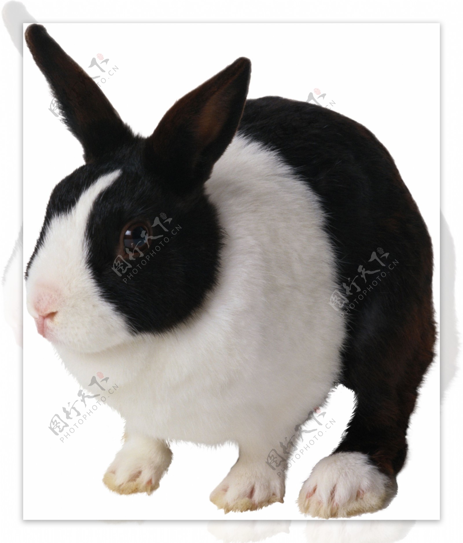可爱黑白宠物兔子免抠png透明图层素材