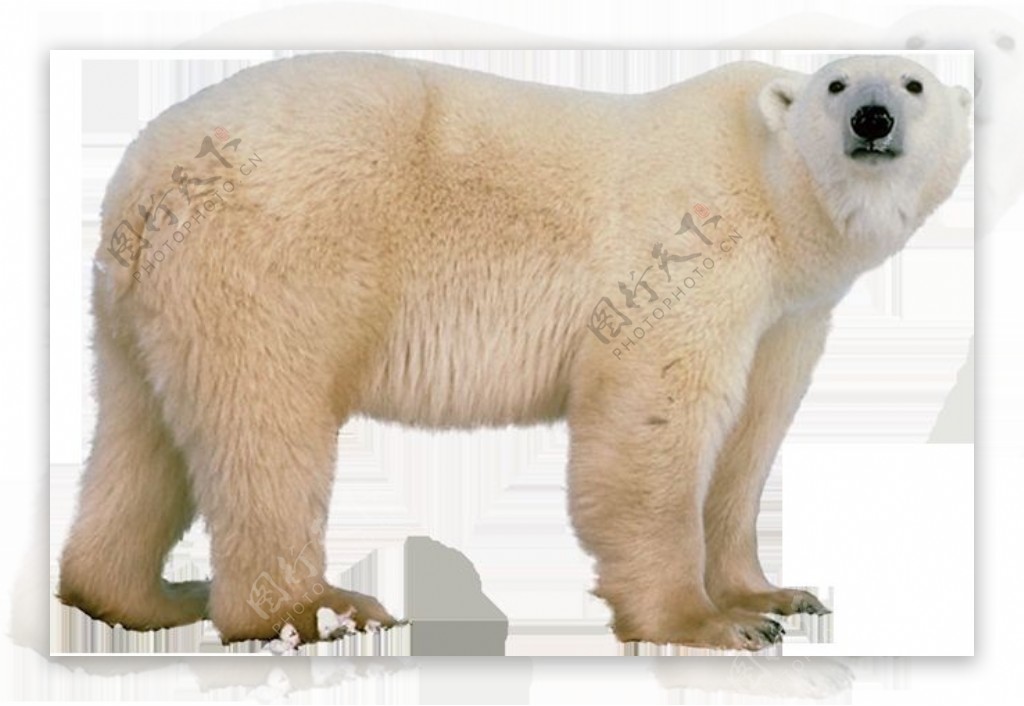 强壮的北极熊免抠png透明图层素材