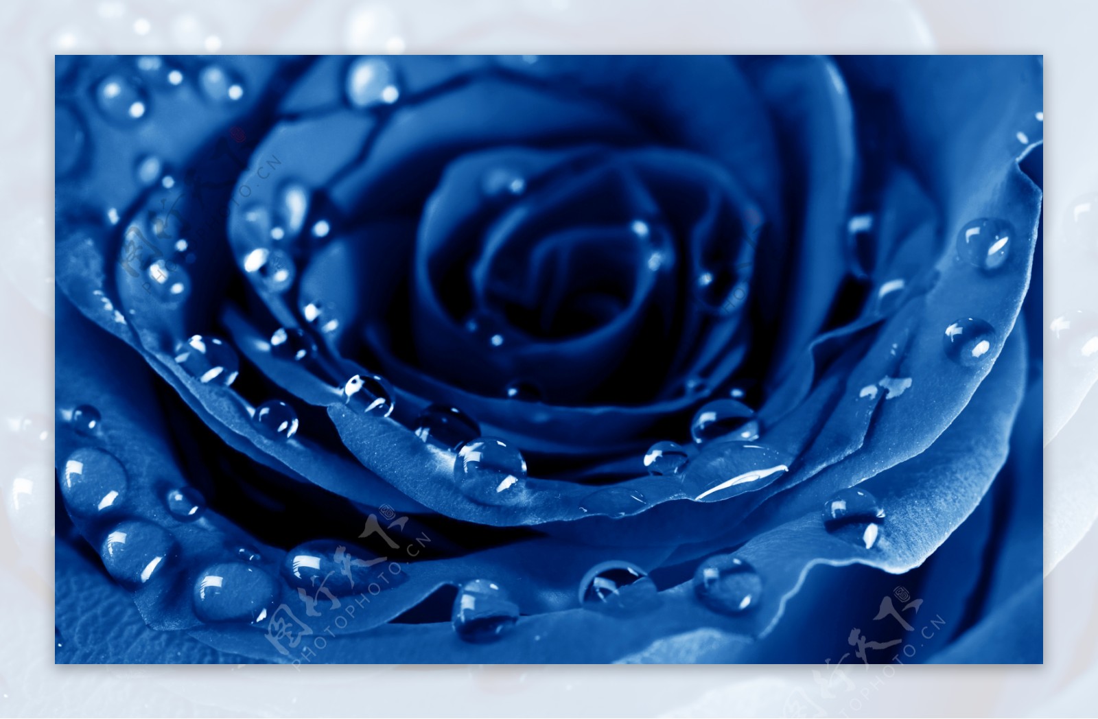 一朵蓝色玫瑰特写图片