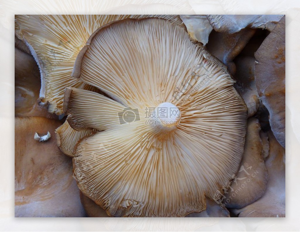 新鲜的圆形蘑菇
