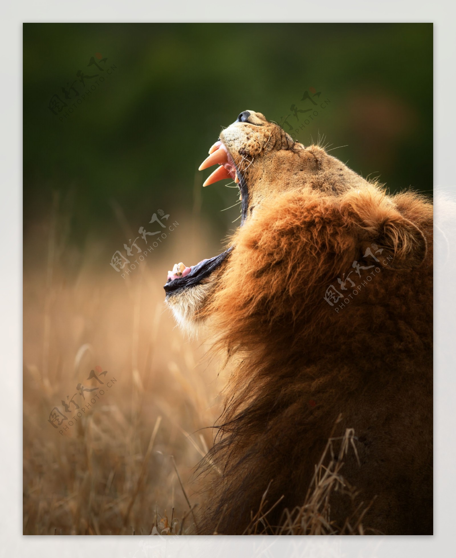 草地上的狮子摄影图片