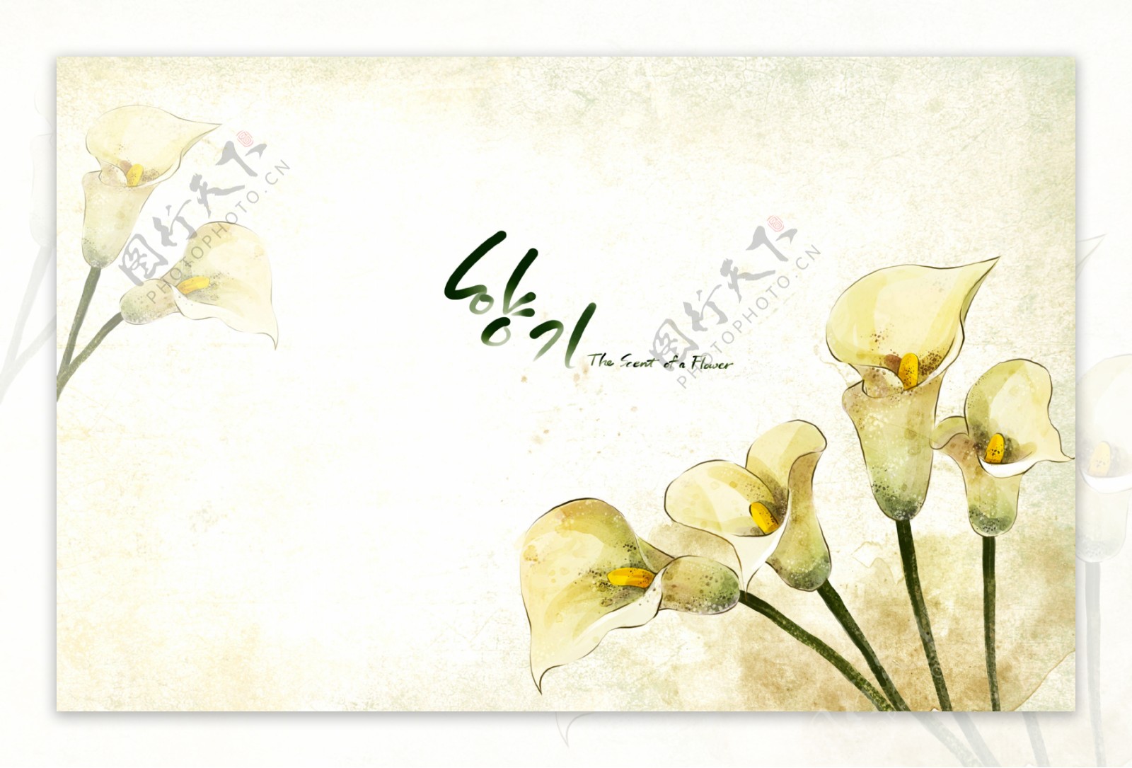 纯洁白色韩国花朵背景