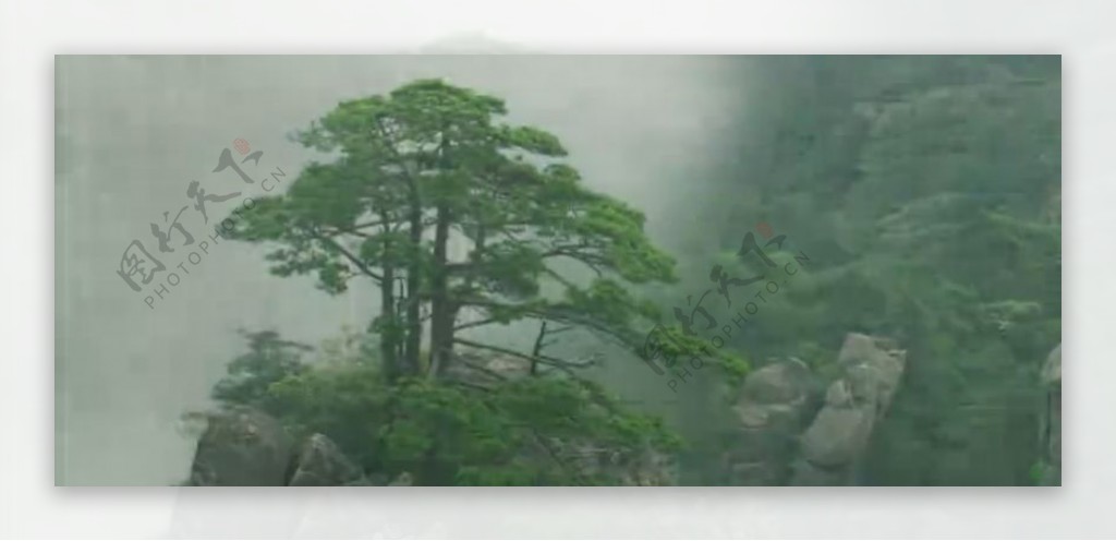 森林中云雾缭绕的树林山峰实拍视频素材