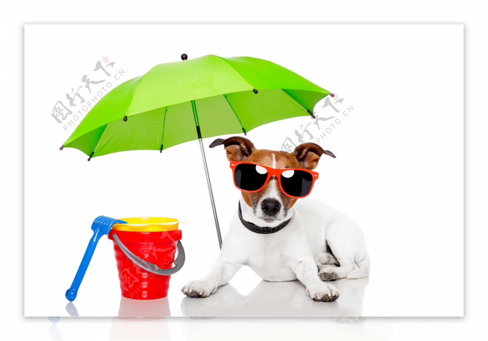 绿色伞下戴着太阳镜的小狗图片