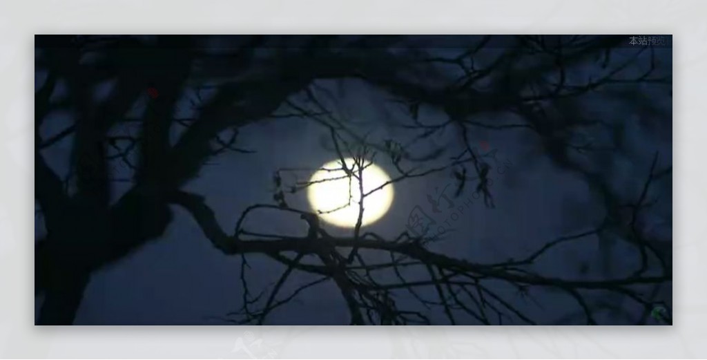 月亮升起透过树枝镜头拍摄高清实拍视频素材