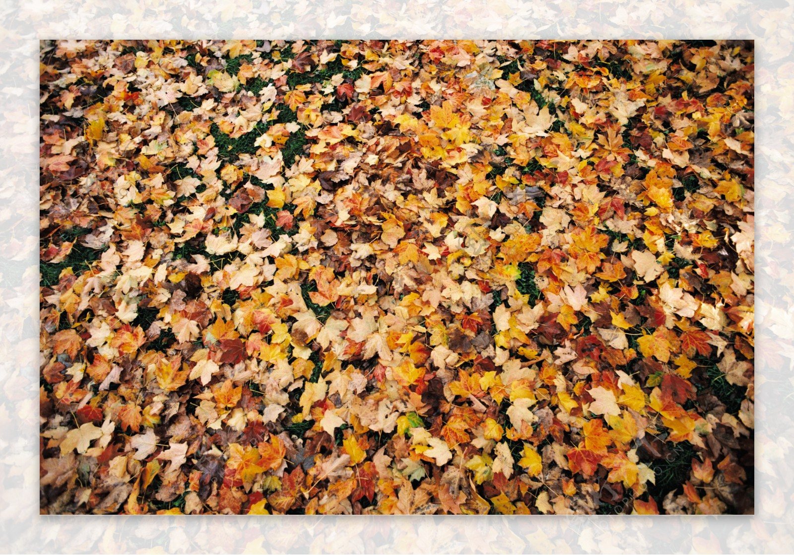 地上的落叶摄影图片