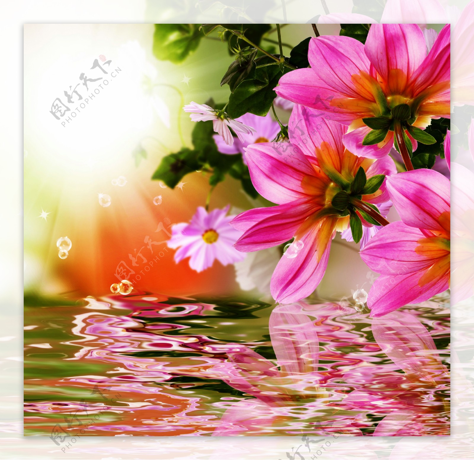 盛开的鲜花和水中的倒影图片