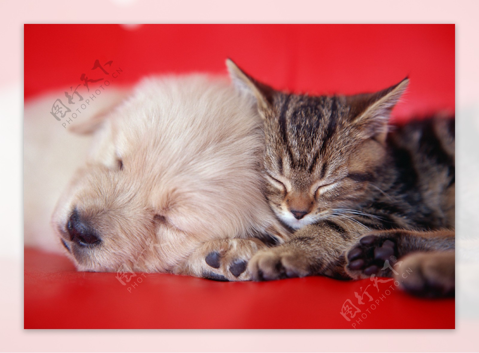 睡着的狗和猫图片