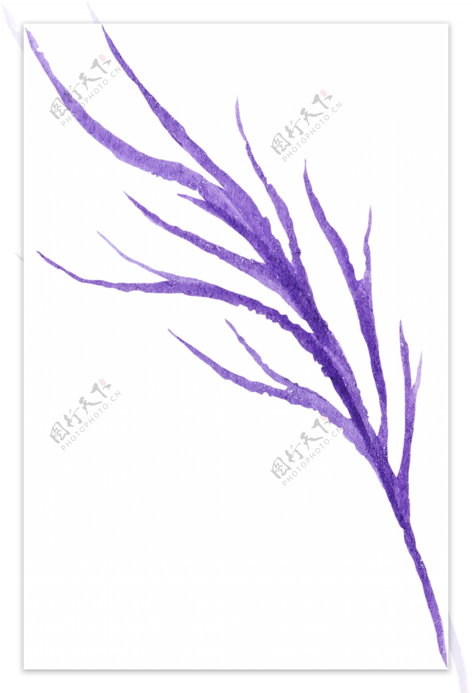 紫色枝叶高清图片素材