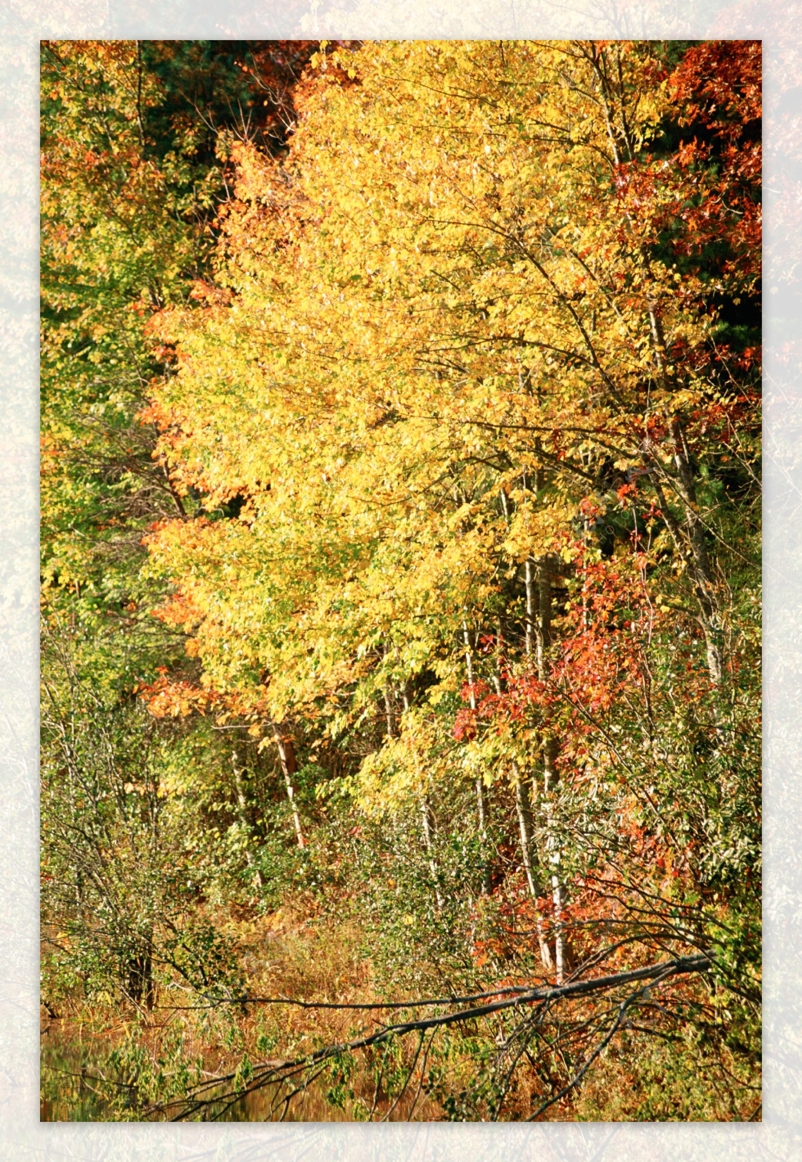 秋天风景图片图片