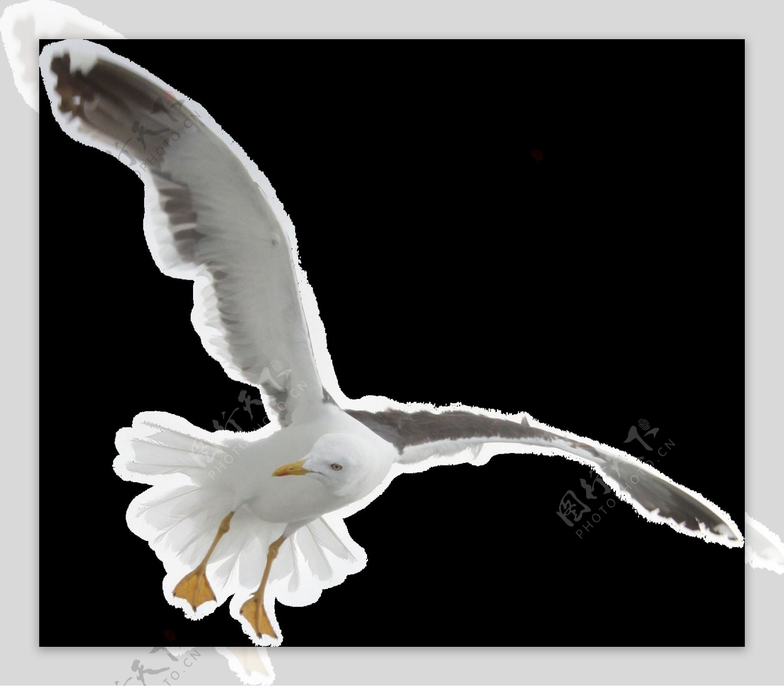 展翅翱翔的海鸥免抠png透明图层素材