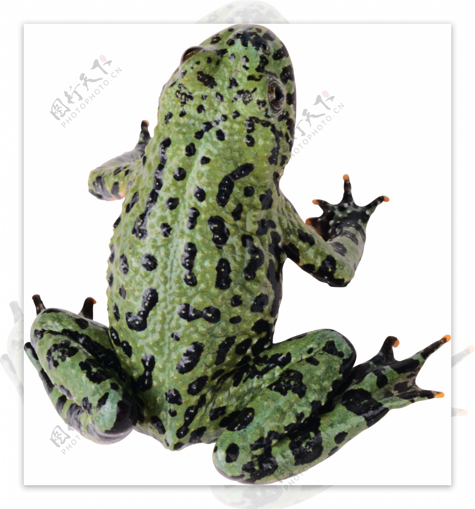 黑色麻点绿色青蛙免抠png透明图层素材