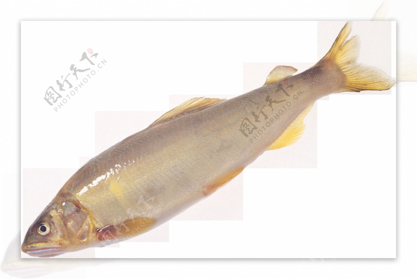黄色调鱼类图片免抠png透明图层素材