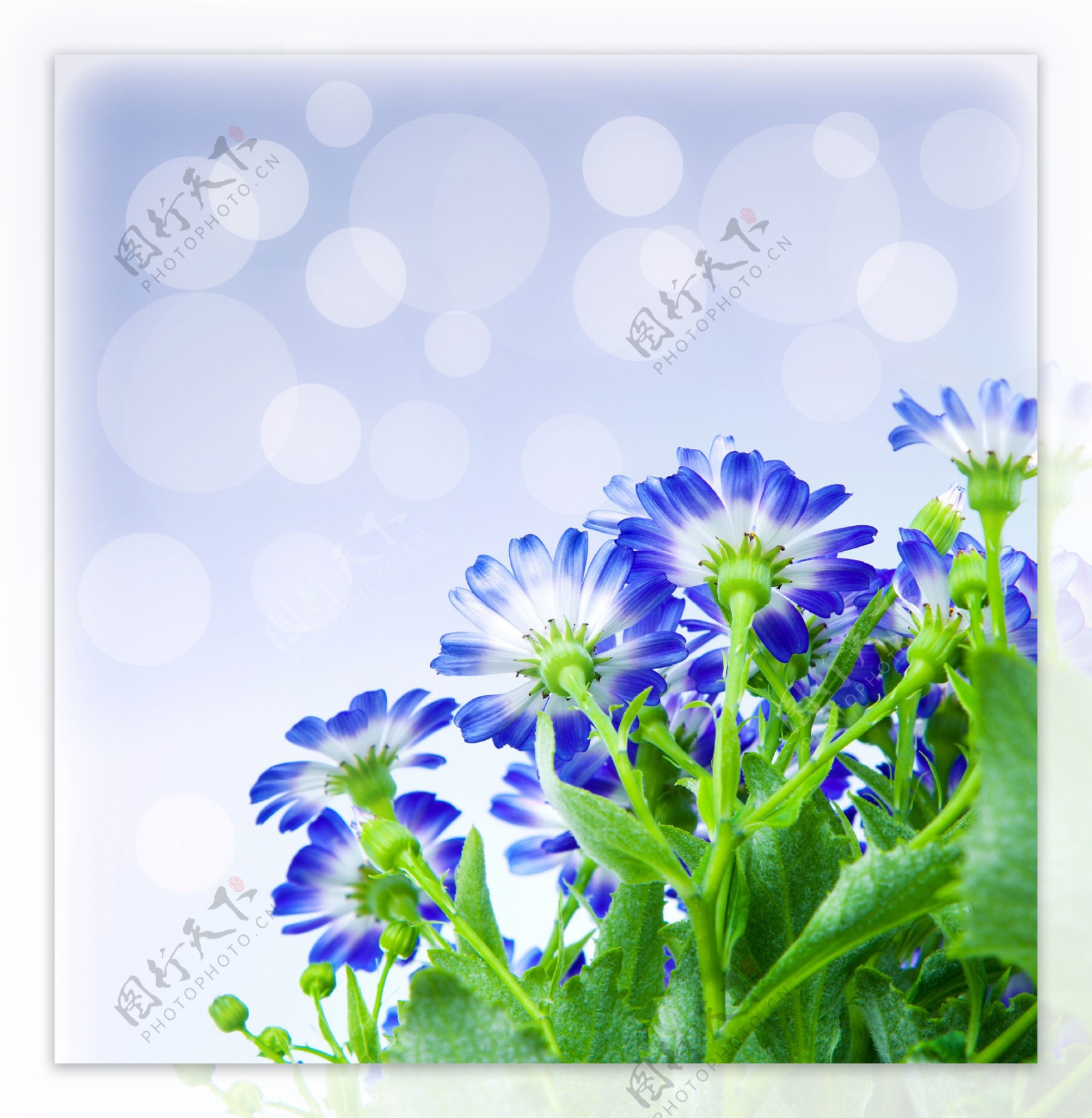 梦幻光斑与蓝色鲜花图片
