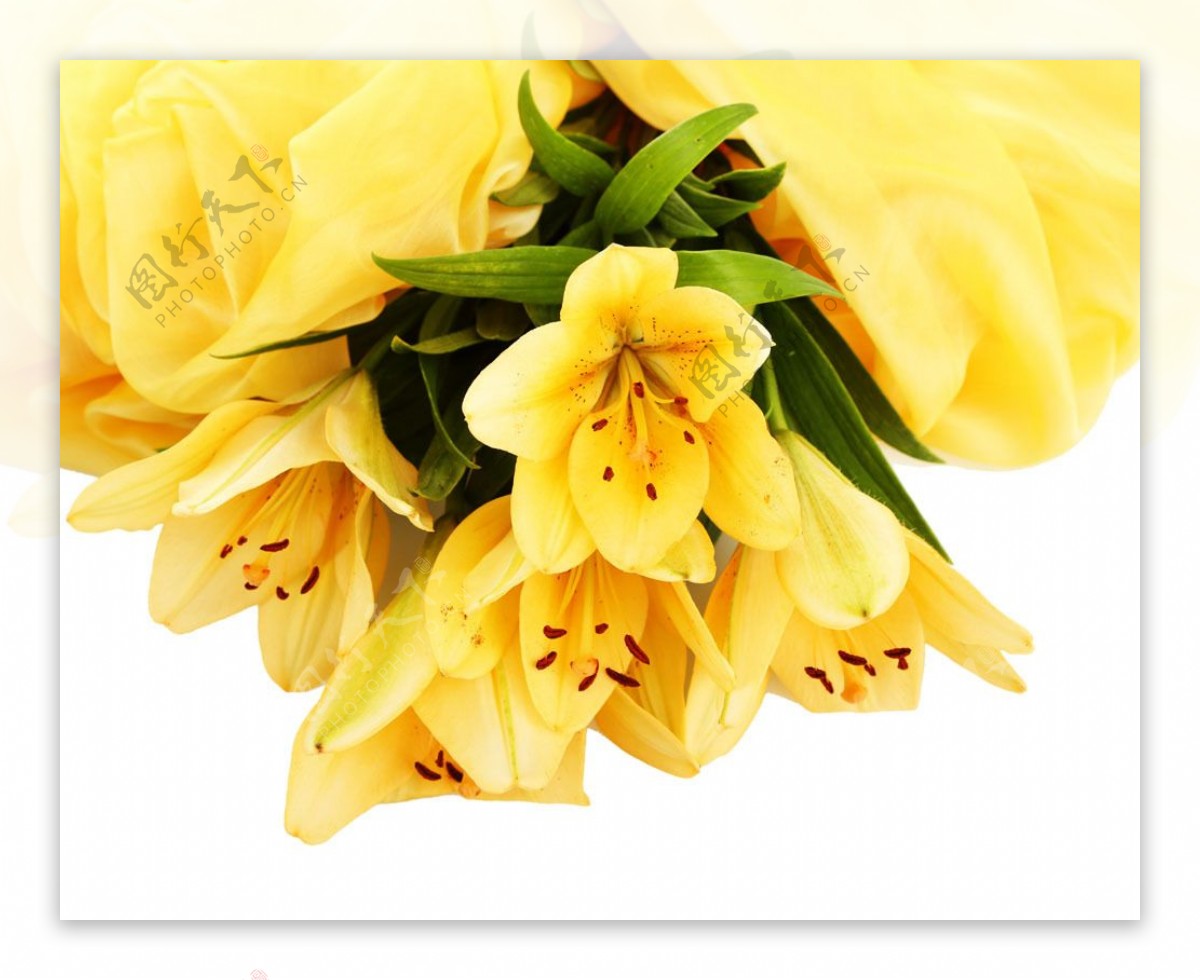 开的灿烂的黄色百合花图片