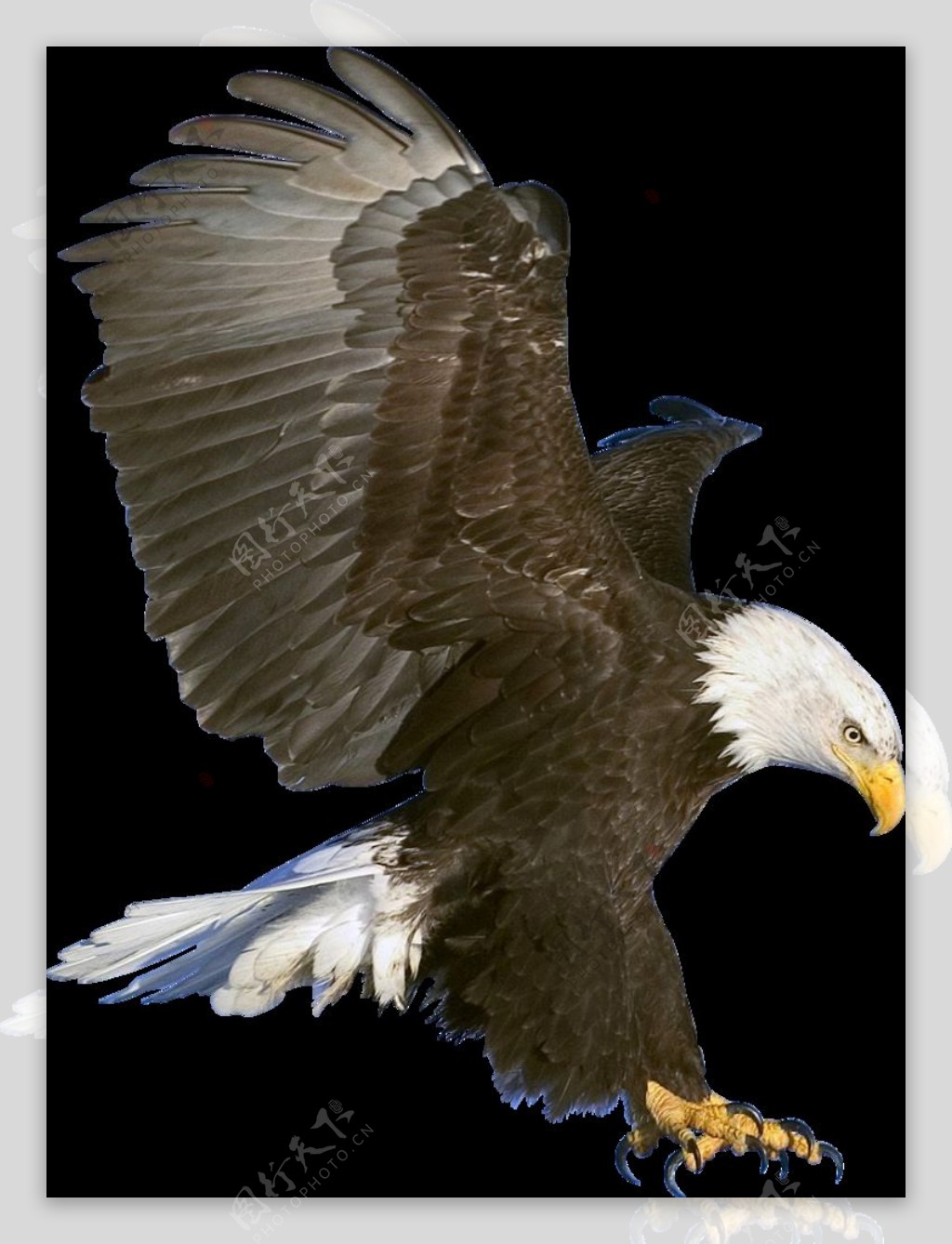 凶猛的老鹰图片免抠png透明图层素材