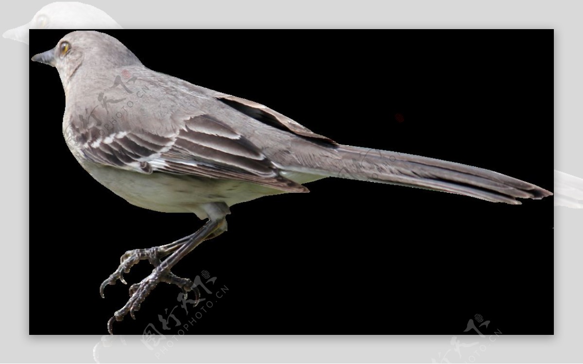 灰色羽毛小鸟图片免抠png透明图层素材