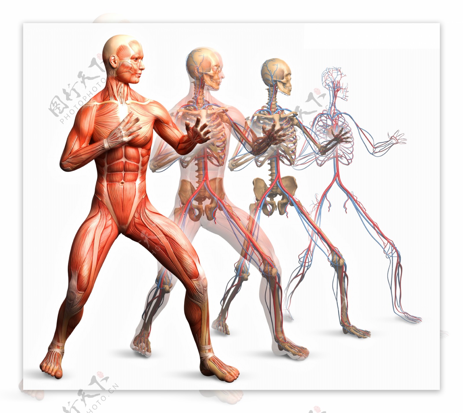 男性人体器官图片
