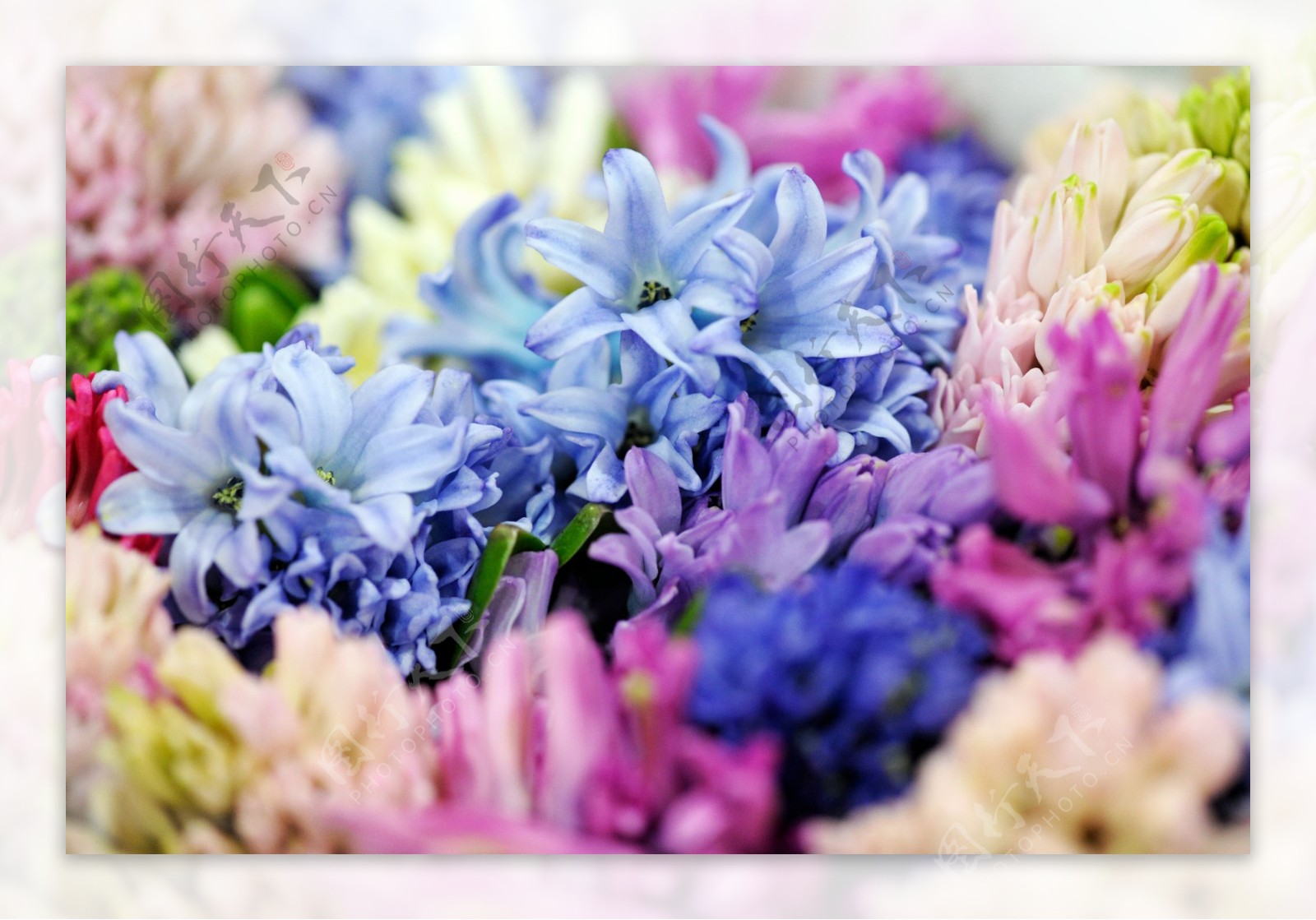 花丛中的蓝色花朵图片