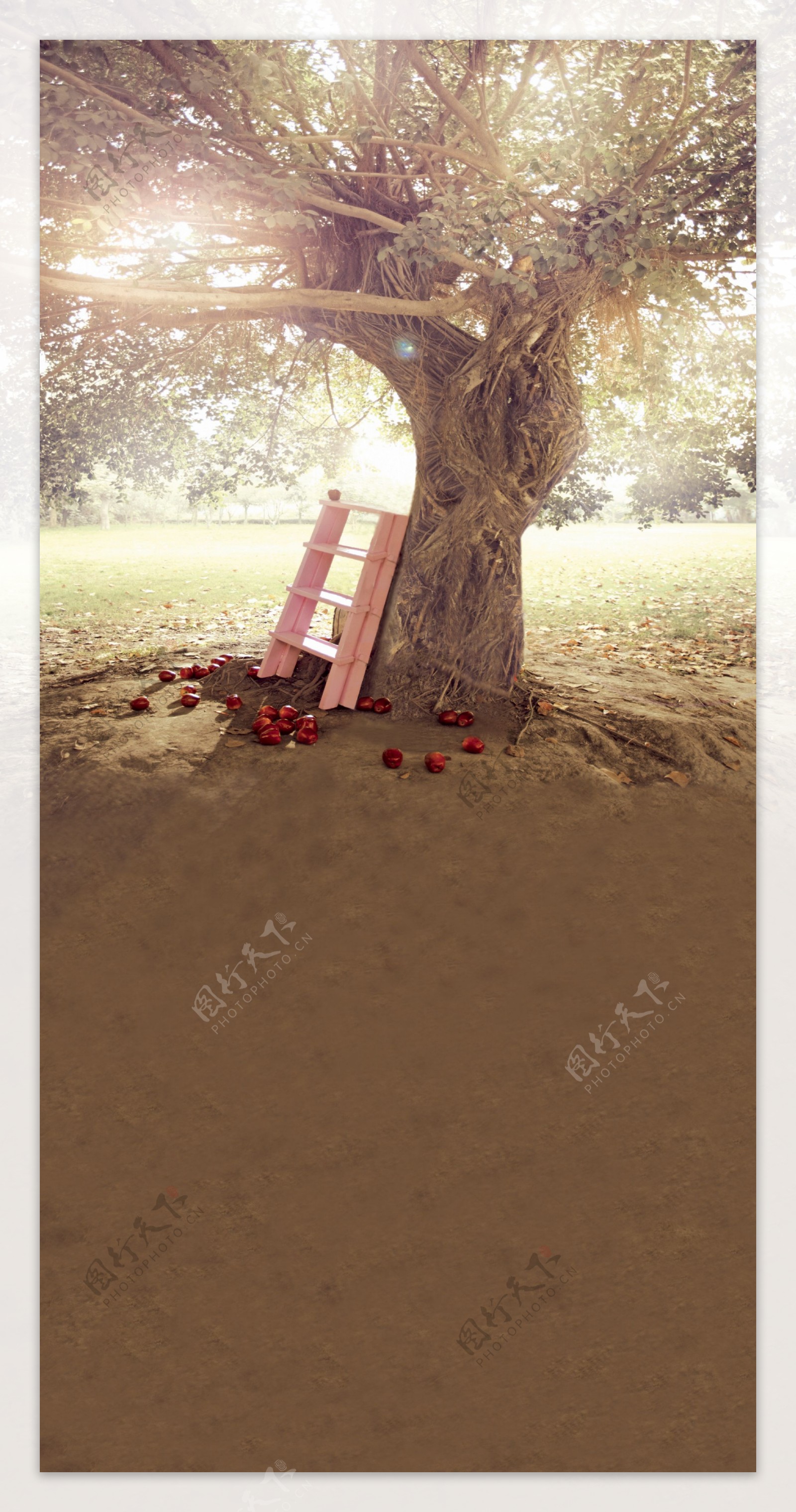 大树下的梯子苹果影楼摄影背景图片